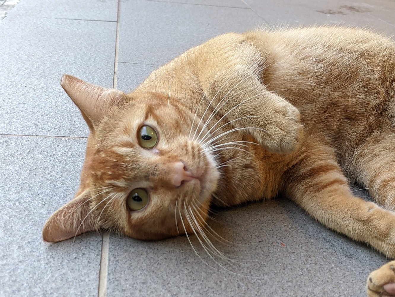 cats-of-sg